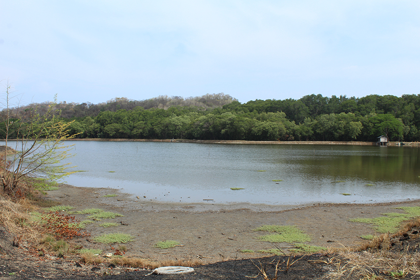 manglar